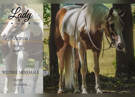 Paint Horse Mix, Stute, 4 Jahre, 154 cm, Schecke