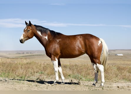 Paint Horse, Stute, 5 Jahre, 152 cm, Tobiano-alle-Farben