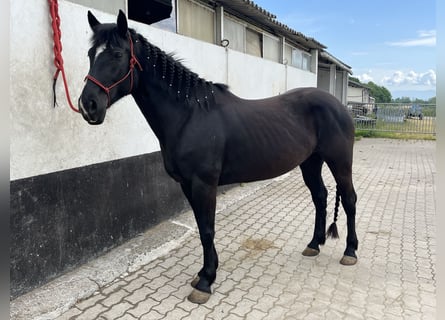 Paint Horse, Stute, 5 Jahre, 157 cm, Rappe
