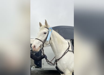 Paint Horse, Stute, 5 Jahre, 160 cm, White