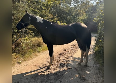 Paint Horse, Stute, 6 Jahre, 148 cm, Rappe