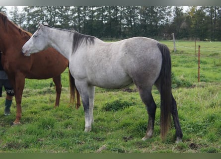 Paint Horse, Stute, 6 Jahre, 150 cm, Schimmel
