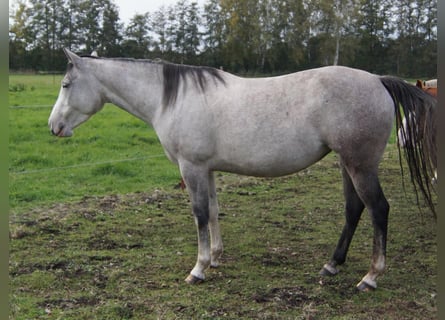 Paint Horse, Stute, 6 Jahre, 150 cm, Schimmel