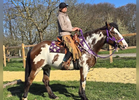 Paint Horse, Stute, 6 Jahre, 151 cm, Schecke