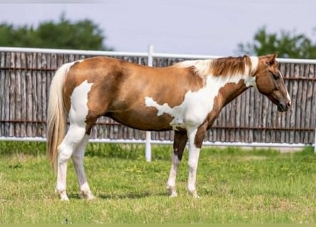 Paint Horse, Stute, 7 Jahre, 147 cm, Falbe