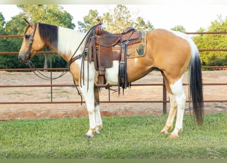 Paint Horse, Stute, 7 Jahre, 150 cm, Tobiano-alle-Farben