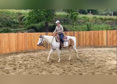 Paint Horse, Stute, 7 Jahre, 151 cm, Tovero-alle-Farben
