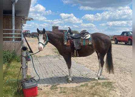 Paint Horse, Stute, 8 Jahre, 145 cm, Dunkelfuchs