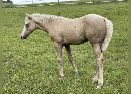 Paint Horse, Stute, Fohlen (04/2023), 145 cm, Palomino