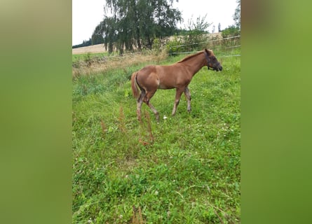 Paint Horse, Stute, Fohlen (04/2024), 147 cm, Fuchs