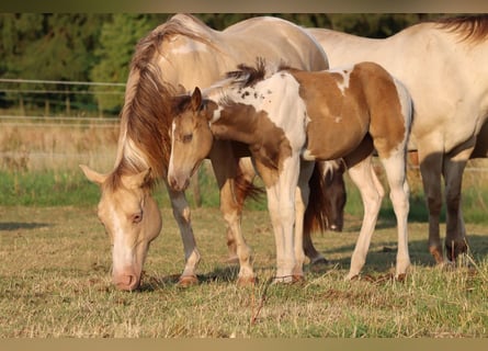 Paint Horse, Stute, Fohlen (03/2025), 150 cm, Champagne