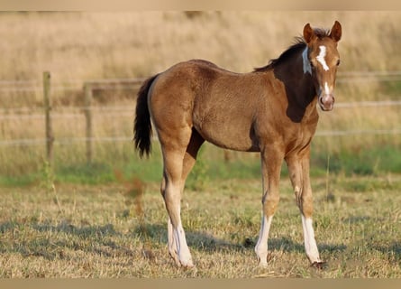 Paint Horse, Stute, Fohlen (05/2025), 150 cm, Champagne