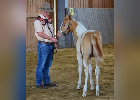 Paint Horse, Stute, Fohlen (05/2025), 150 cm, Champagne