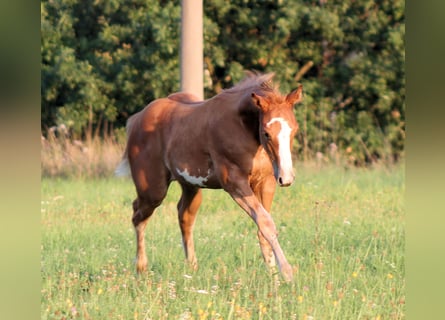 Paint Horse, Stute, Fohlen (05/2023), 150 cm, Overo-alle-Farben
