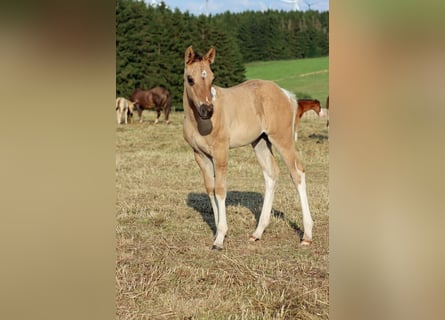 Paint Horse, Stute, Fohlen (05/2025), 150 cm, Tobiano-alle-Farben