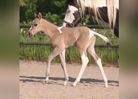 Paint Horse, Stute, , 152 cm, Grullo