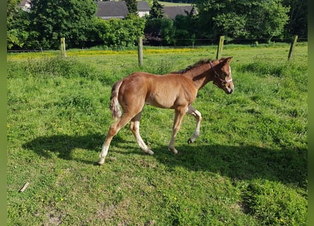 Paint Horse Mix, Stute, Fohlen (05/2023), 153 cm, Brauner