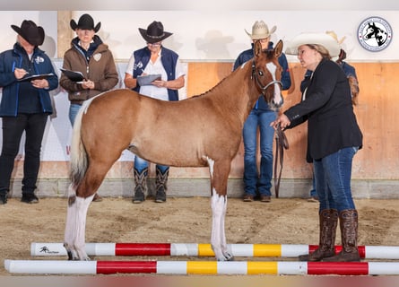 Paint Horse, Stute, Fohlen (05/2025), 153 cm, Falbe