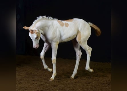 Paint Horse, Stute, Fohlen (07/2023), 155 cm, Champagne