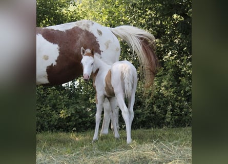 Paint Horse, Stute, , 155 cm, Tovero-alle-Farben