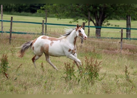 Paint Horse, Wałach, 2 lat, 150 cm, Overo wszelkich maści
