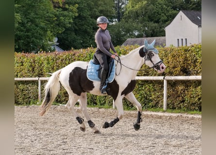 Paint Horse Mix, Wałach, 3 lat, 155 cm, Srokata