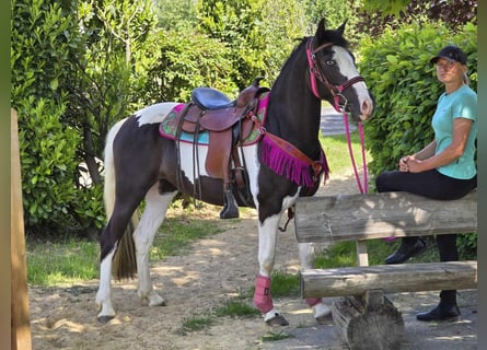 Paint Horse Mix, Wałach, 4 lat, 150 cm, Srokata