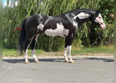 Paint Horse, Wałach, 5 lat, 162 cm, Tobiano wszelkich maści