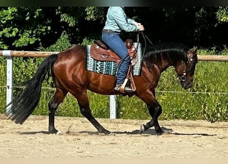 Paint Horse, Wałach, 6 lat, 152 cm, Gniada