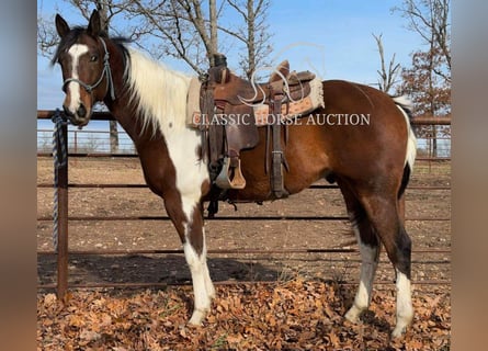 Paint Horse, Wałach, 6 lat, 152 cm, Tobiano wszelkich maści