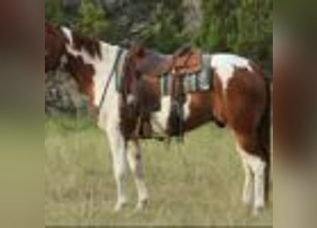 Paint Horse, Wałach, 8 lat, 155 cm, Tobiano wszelkich maści