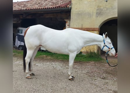 Paint Horse, Wałach, 8 lat, 165 cm, Tovero wszelkich maści