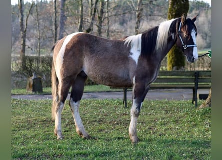 Paint Horse, Wałach, 2 lat, 153 cm, Grullo