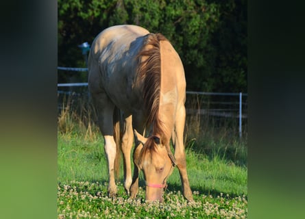 Paint Horse, Wałach, 2 lat, 156 cm, Szampańska