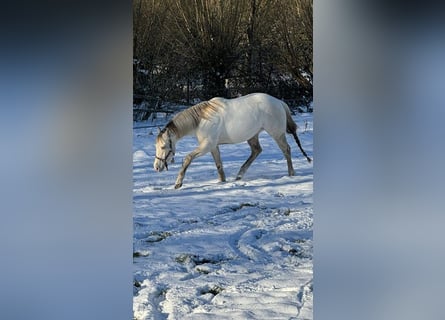 Paint Horse, Wałach, 4 lat, 153 cm, Szampańska