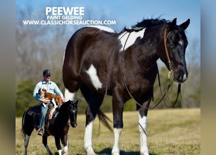 Paint Horse, Wałach, 5 lat, 142 cm, Tobiano wszelkich maści