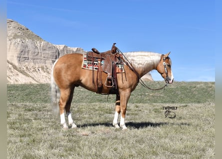 Paint Horse, Wałach, 6 lat, 157 cm, Izabelowata