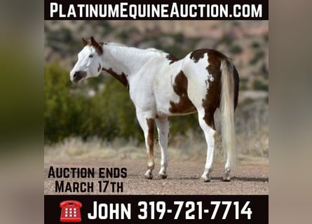 Paint Horse, Wałach, 8 lat, 163 cm, Ciemnokasztanowata