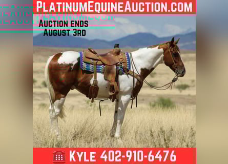 Paint Horse, Wallach, 10 Jahre, 155 cm, Tobiano-alle-Farben