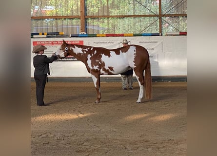 Paint Horse, Wallach, 11 Jahre, 162 cm, Overo-alle-Farben
