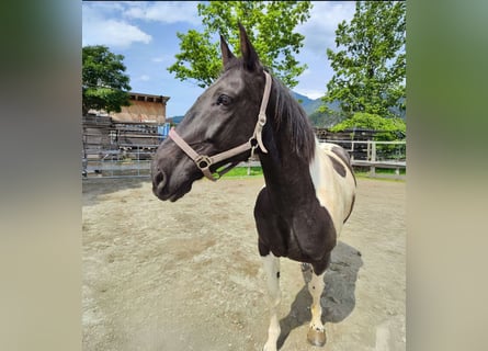 Paint Horse, Wallach, 12 Jahre, 158 cm, Schecke
