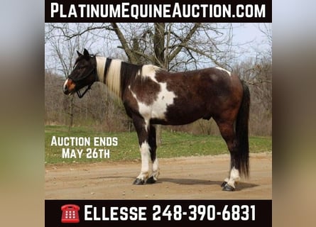 Paint Horse, Wallach, 13 Jahre, 142 cm, Tobiano-alle-Farben
