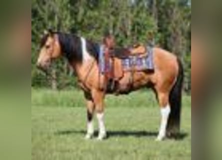 Paint Horse, Wallach, 13 Jahre, 150 cm, Buckskin