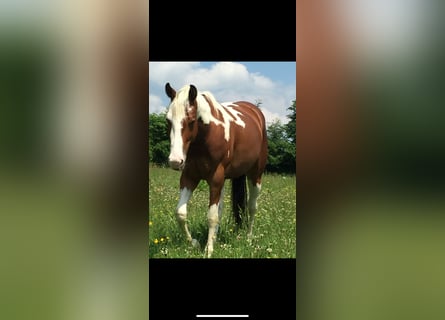 Paint Horse, Wallach, 13 Jahre, 150 cm, Tovero-alle-Farben