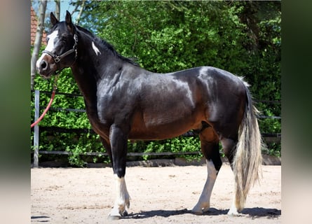 Paint Horse, Wallach, 16 Jahre, 154 cm, Schecke
