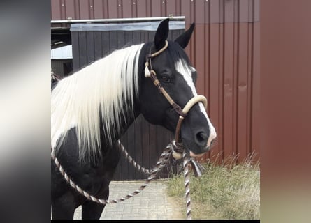 Paint Horse, Wallach, 17 Jahre, 150 cm, Tobiano-alle-Farben
