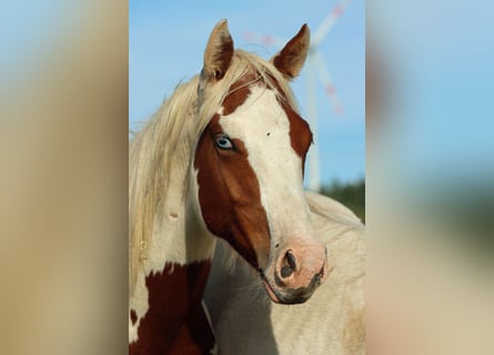 Paint Horse, Wallach, 1 Jahr, 150 cm, Tovero-alle-Farben