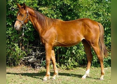 Paint Horse, Wallach, 1 Jahr, 156 cm, Fuchs