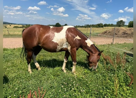 Paint Horse, Wallach, 2 Jahre, 150 cm, Tobiano-alle-Farben