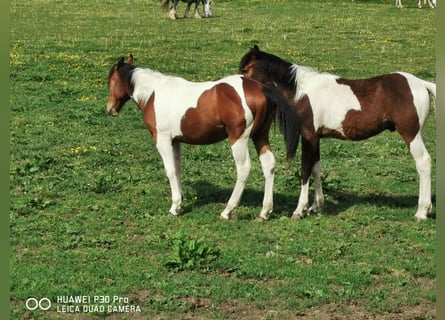 Paint Horse, Wallach, 2 Jahre, 155 cm, Overo-alle-Farben